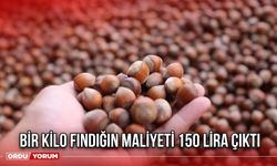 Bir Kilo Fındığın Maliyeti 150 Lira Çıktı