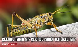 Çekirge ısırır mı? Çekirge ısırığı tehlikeli mi?