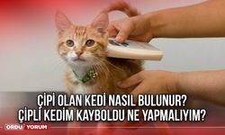 Çipi olan kedi nasıl bulunur? Çipli kedim kayboldu ne yapmalıyım?