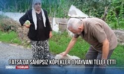 Fatsa'da sahipsiz köpekler 1 hayvanı telef etti