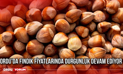 Ordu'da Fındık Fiyatlarında Durgunluk Devam Ediyor