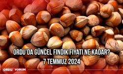 Ordu’da güncel fındık fiyatı ne kadar? 7 Temmuz 2024