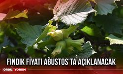 Fındık Fiyatı Ağustos’ta Açıklanacak