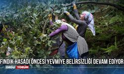 Fındık Hasadı Öncesi Yevmiye Belirsizliği Devam Ediyor