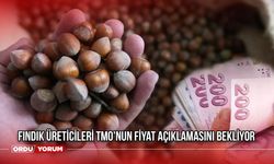 Fındık Üreticileri TMO'nun Fiyat Açıklamasını Bekliyor: Fındık Fiyatı Ne Zaman Açıklanacak?