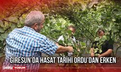 Giresun’da Hasat Tarihi Ordu’dan Erken