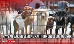 Hayvan Bakımevlerine Kayıt Zorunluluğu Geliyor