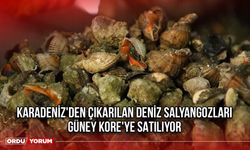 Karadeniz'den Çıkarılan Deniz Salyangozları Güney Kore'ye Satılıyor