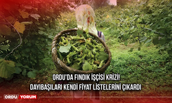 Ordu'da Fındık İşçisi Krizi! Dayıbaşıları kendi fiyat listelerini çıkardı