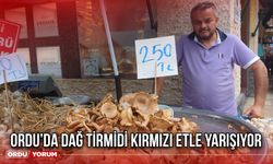 Ordu’da Dağ Tirmidi Kırmızı Etle Yarışıyor