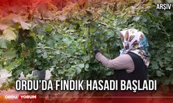 Ordu’da Fındık Hasadı Başladı