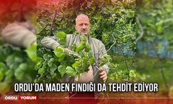 Ordu’da Maden Fındığı da Tehdit Ediyor