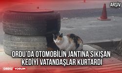 Ordu’da Otomobilin Jantına Sıkışan Kediyi Vatandaşlar Kurtardı