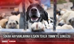 Sokak Hayvanlarına İlişkin Teklif TBMM’ye Sunuldu