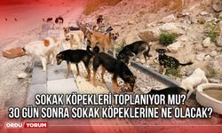 Sokak köpekleri toplanıyor mu? 30 Gün sonra sokak köpeklerine ne olacak?