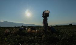 Tarımsal destek ödemelerine ilişkin istatistik bülteninin ilki yayımlandı