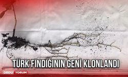 Türk Fındığının Geni Klonlandı