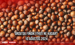 Ordu'da fındık fiyatı ne kadar? 10 Ağustos 2024