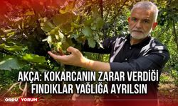 Akça: Kokarcanın Zarar Verdiği Fındıklar Yağlığa Ayrılsın