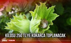 Kilosu 250 TL’ye Kokarca Toplanacak