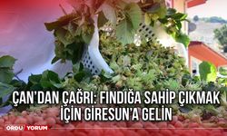 Çan’dan Çağrı: Fındığa Sahip Çıkmak İçin Giresun’a Gelin