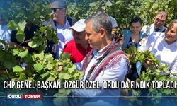 CHP Genel Başkanı Özgür Özel, Ordu’da Fındık Topladı