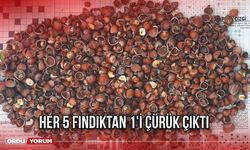 Her 5 Fındıktan 1'i Çürük Çıktı