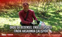 Ordu’da Bedensel Engelli Sporcu Fındık Hasadında Çalışıyor