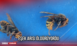 Eşek arısı öldürüyordu