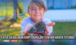 Fatsa'da Bulunan Kirpi Yavruları Yeni Bir Hayata Tutundu