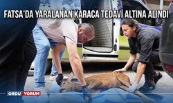 Fatsa'da Yaralanan Karaca Tedavi Altına Alındı