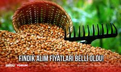 Fındık Alım Fiyatları Belli Oldu! Levant Kalite ve Giresun Kalite Fındık Ne Kadar? 2 Ağustos 2024