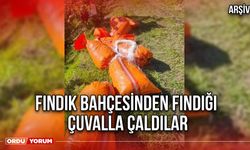 Fındık Bahçesinden Fındığı Çuvalla Çaldılar