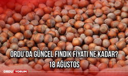 Ordu’da Güncel Fındık Fiyatı Ne Kadar? 18 Ağustos