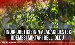 Fındık Üreticisinin Alacağı Destek Ödemesi Miktarı Belli Oldu