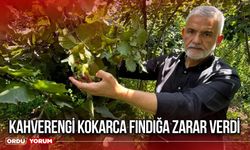 Kahverengi Kokarca Fındığa Zarar verdi