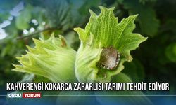 Kahverengi Kokarca Zararlısı Tarımı Tehdit Ediyor