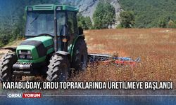 Karabuğday, Ordu Topraklarında Üretilmeye Başlandı