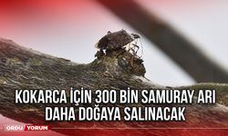 Kokarca İçin 300 Bin Samuray Arı Daha Doğaya Salınacak