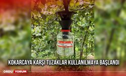 Kokarcaya Karşı Tuzaklar Kullanılmaya Başlandı