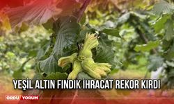 Yeşil Altın Fındık İhracat Rekor Kırdı