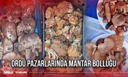 Ordu Pazarlarında Mantar Bolluğu