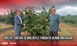 ODÜ ve TÜBİTAK İş Birliğiyle Fındıkta Verim Aratacak