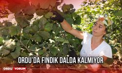 Ordu’da Fındık Dalda Kalmıyor