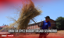 Ordu’da Siyez Buğday Hasadı Sevindirdi