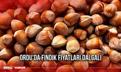 Ordu'da fındık fiyatları dalgalı