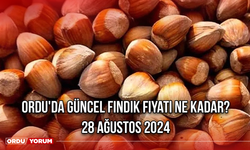 Ordu'da Fındık Fiyatları Ne Kadar? 21 Ağustos 2024