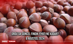 Ordu'da fındık fiyatı ne kadar? 8 Ağustos 2024