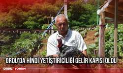 Ordu'da Hindi Yetiştiriciliği Gelir Kapısı Oldu