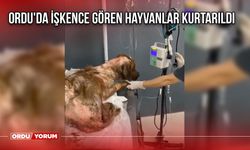 Ordu'da İşkence Gören Hayvanlar Kurtarıldı